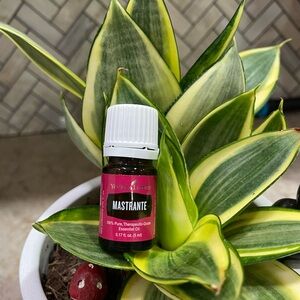 Young Living Mastrante Essential Oil